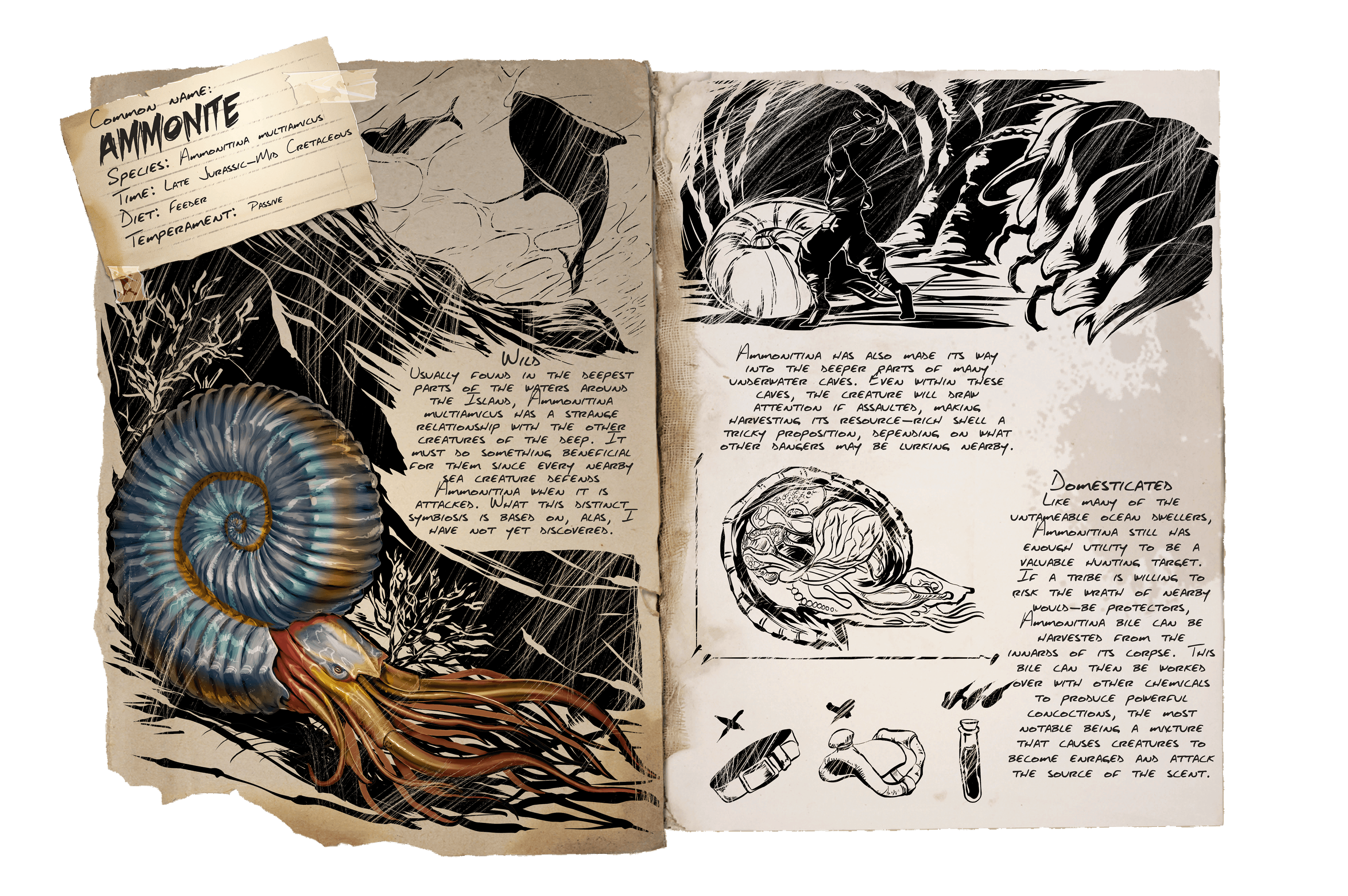 Ammonite