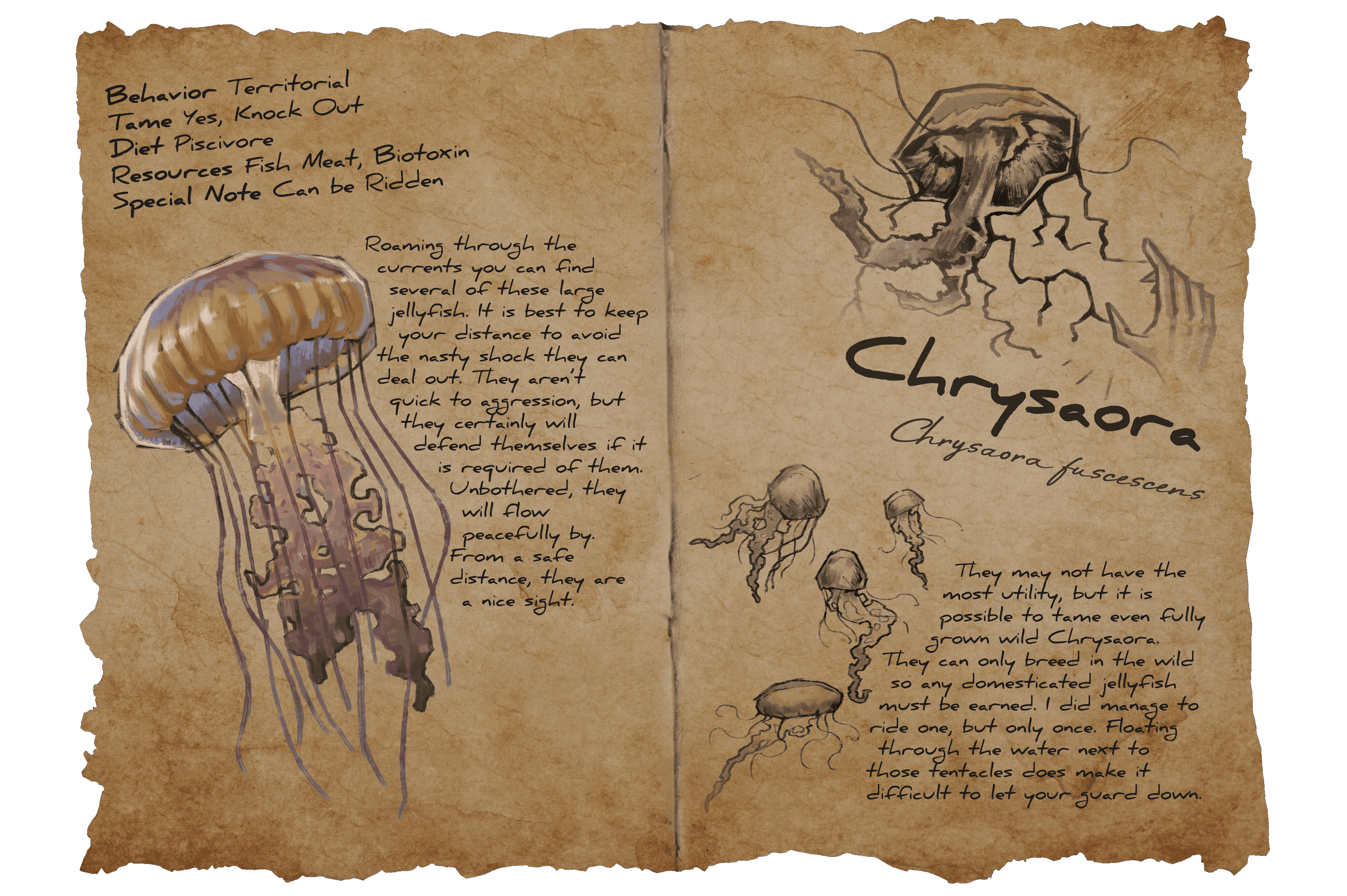 Chrysaora