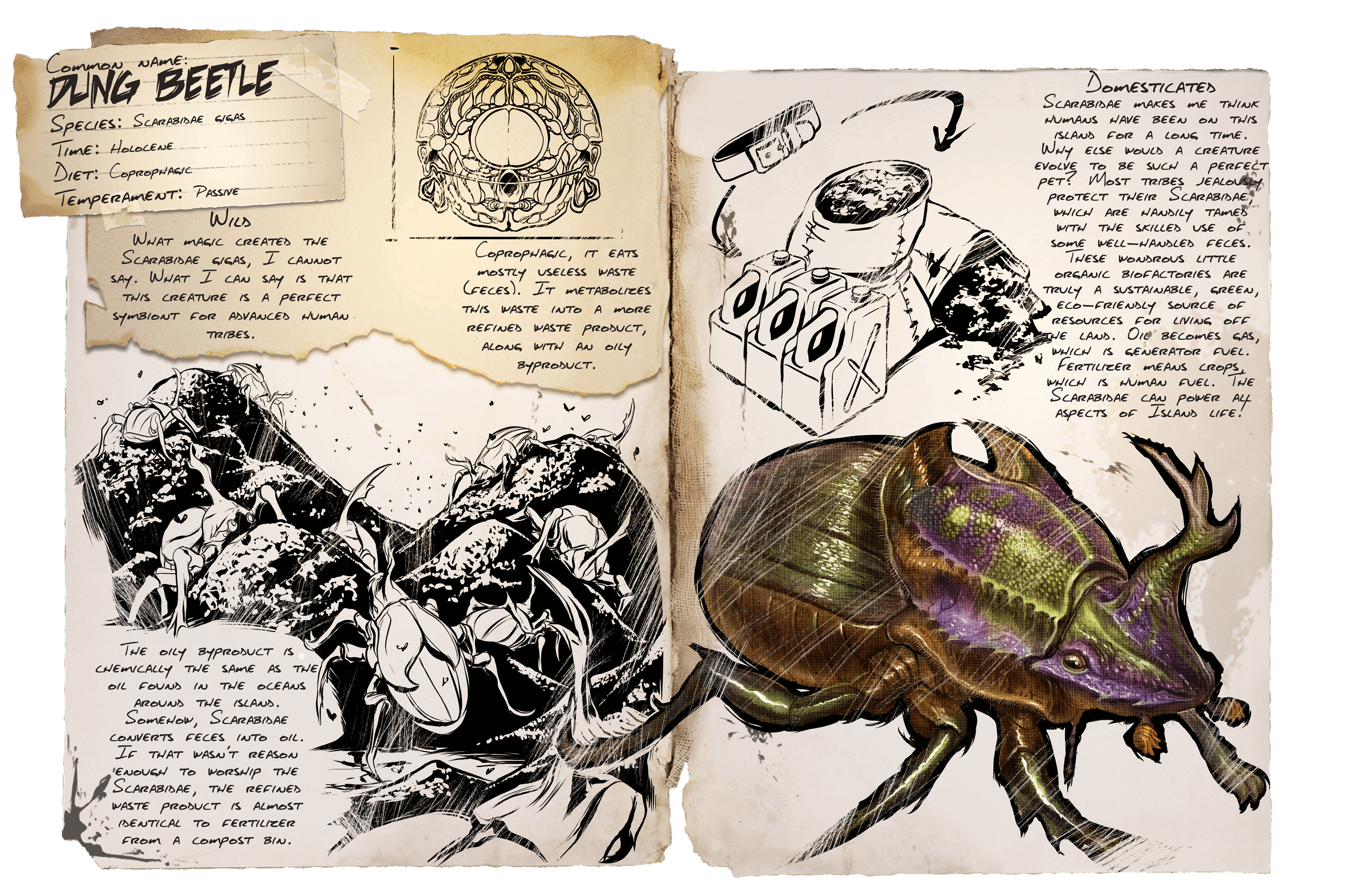 Dung Beetle
