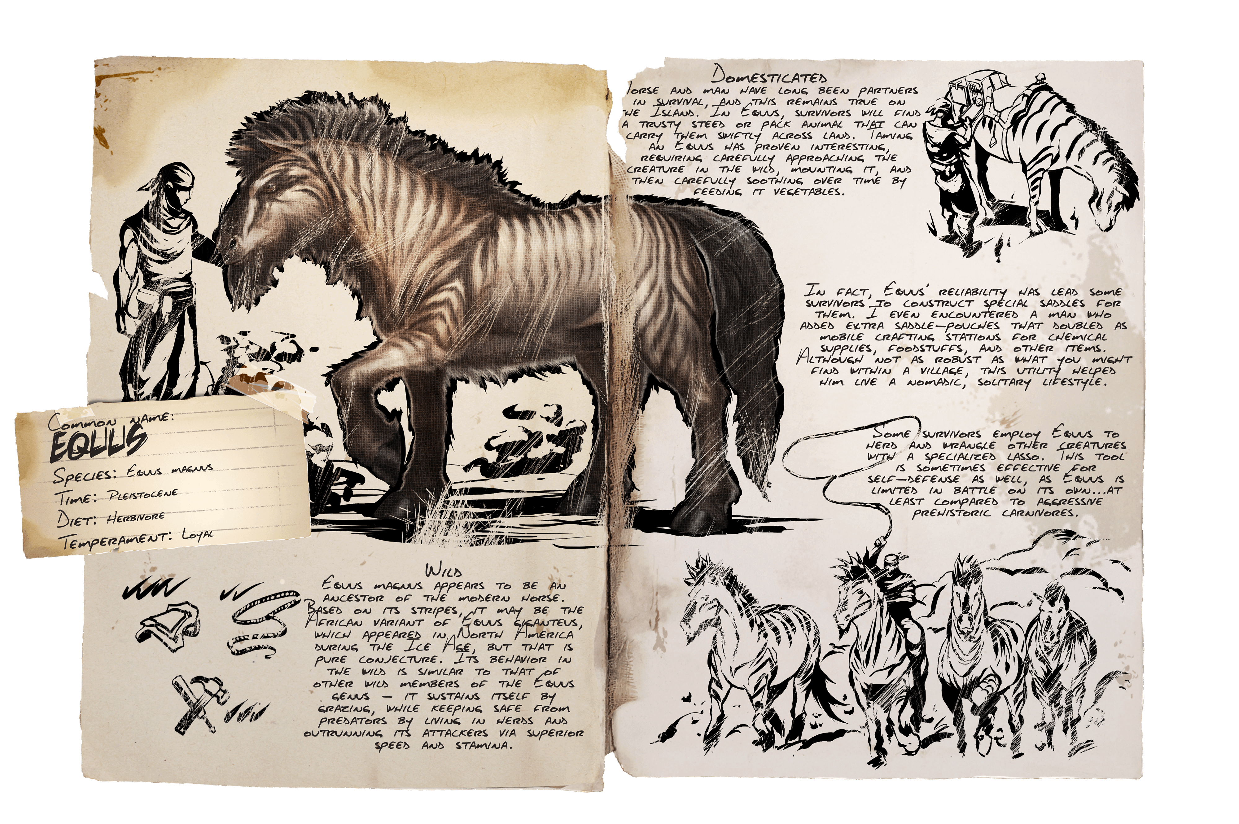 Equus